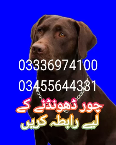 Army dog center chakwal 03336974100