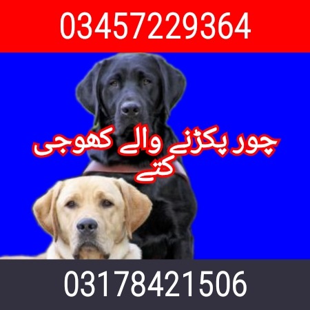 Army dog center 03457229364 (کھوجی ڈاگ)