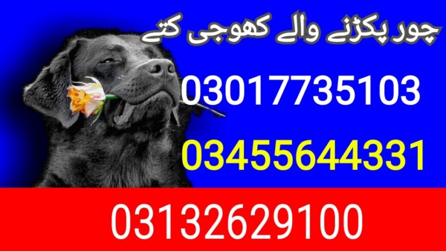 Army dog center kalur kot 03017735103