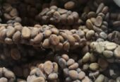 Uganda Coffee Exporters, Buyers and Distributors | Roasted A