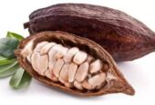 Supplier of Cocoa Bean export and Import +27631501216