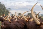 Ankole cattle breed For sale | Ugandan Ankole Cattle Exporte