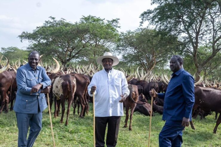 Home of the largest registered Ankole Breed in Uganda 063 15