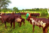 Home of the largest registered Ankole Breed in Uganda 063 15