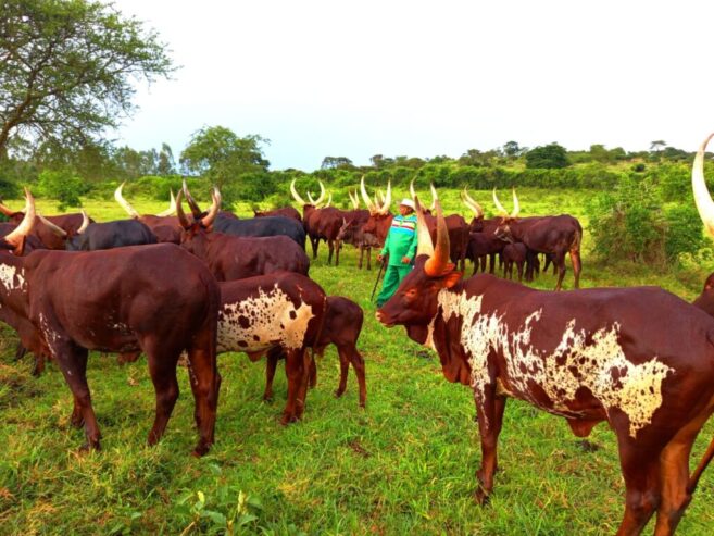 Home of the largest registered Ankole Breed in Uganda 063 15