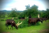 Home of the largest registered Ankole Breed in Uganda 063 15