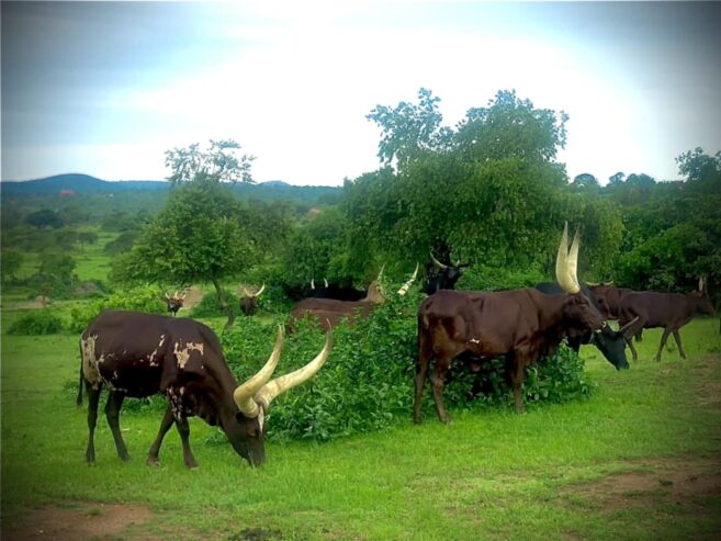 Home of the largest registered Ankole Breed in Uganda 063 15