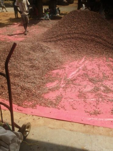 Export African Cocoa Powder Supplier | Source Premium cocoa