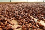 Export African Cocoa Powder Supplier | Source Premium cocoa