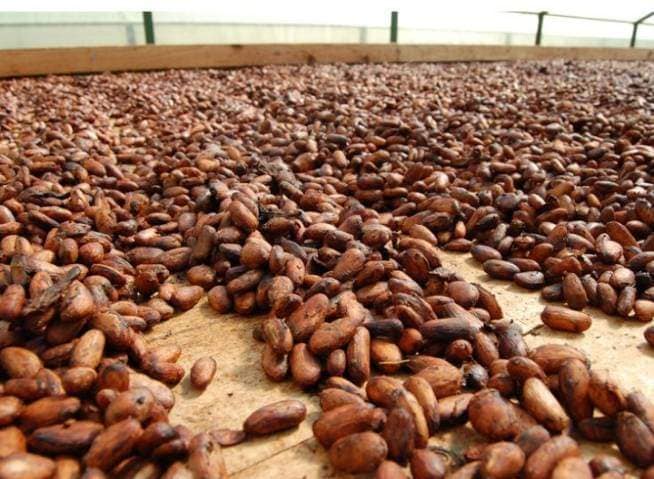 Export African Cocoa Powder Supplier | Source Premium cocoa