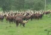 Ankole cattle breed For sale | Ugandan Ankole Cattle Exporte