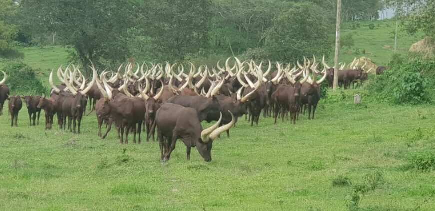 Ankole cattle breed For sale | Ugandan Ankole Cattle Exporte