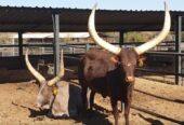 Buy Ankole Cattle, Ankole Cattles Suppliers in South Africa