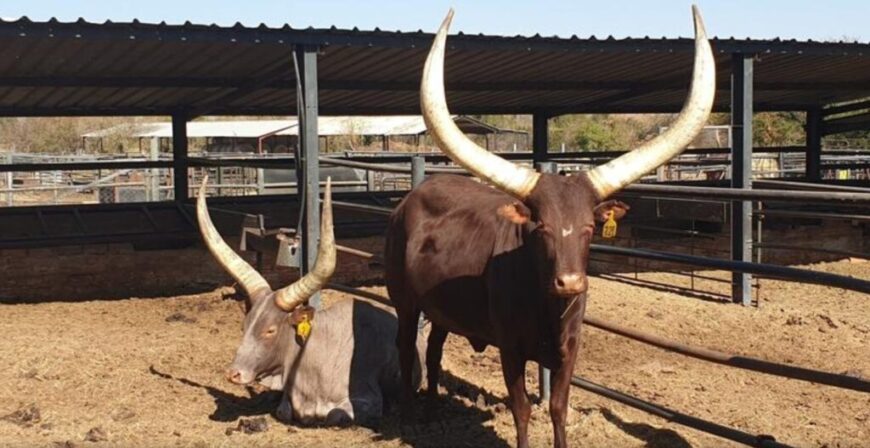 Buy Ankole Cattle, Ankole Cattles Suppliers in South Africa