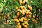 Supplier of Cocoa Bean export and Import +27631501216