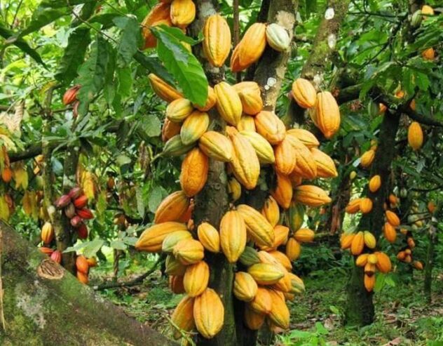 Supplier of Cocoa Bean export and Import +27631501216