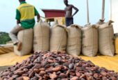 Supplier of Cocoa Bean export and Import +27631501216