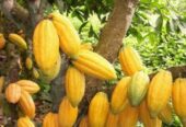 Major cocoa bean exporters worldwide +27631501216