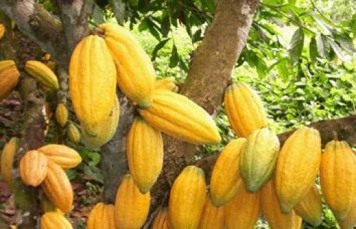 Major cocoa bean exporters worldwide +27631501216