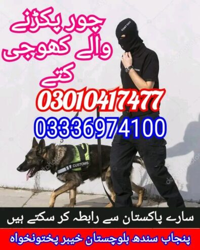 Army dog center taxila 03010417477