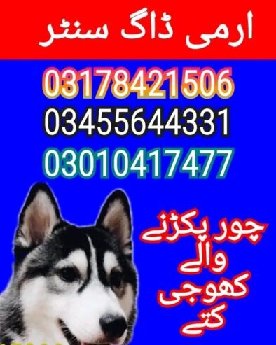 Army dog center chakwal 03010417477