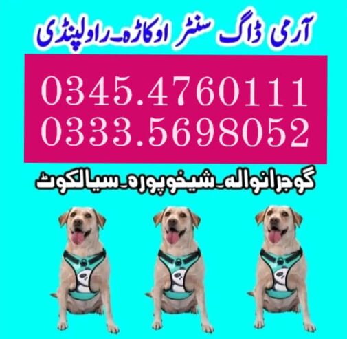 Army Dog Center Murree 03454760111