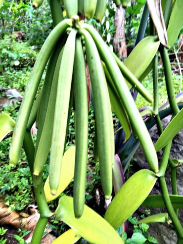 Exports of vanilla beans to South Africa, New Zealand, Japan