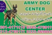 Army Dog center in Islamabad and 24Hours Emergency service