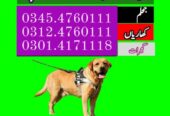 Army Dog center in Islamabad and 24Hours Emergency service