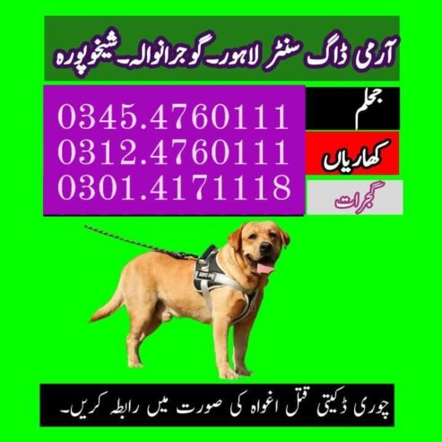 Army Dog center in Islamabad and 24Hours Emergency service