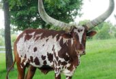 Buy Ankole Cattle, Ankole Cattles Suppliers in South Africa