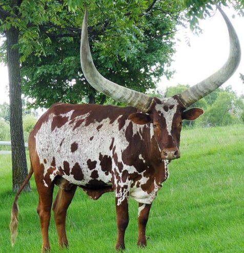 Buy Ankole Cattle, Ankole Cattles Suppliers in South Africa