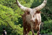 Ankole exporters | livestock marketing and export specialist