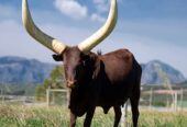 Ankole exporters | livestock marketing and export specialist