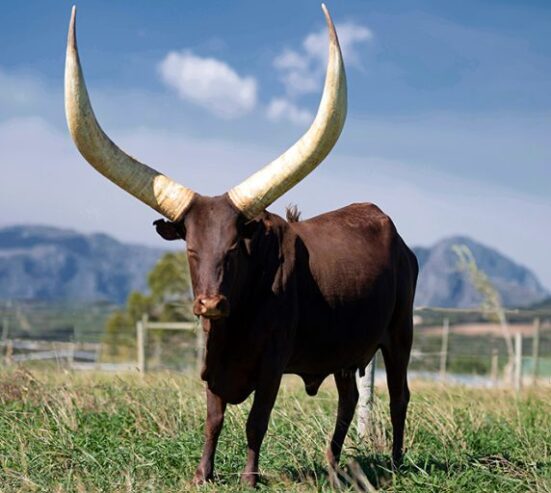 Ankole exporters | livestock marketing and export specialist