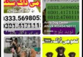 Army Dog Center +92 301 4171118