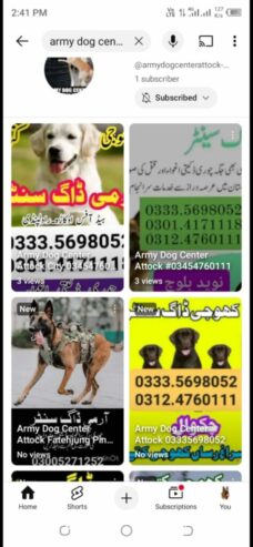 Army Dog Center +92 301 4171118