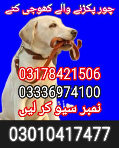 Army dog center islamabad 03336974100