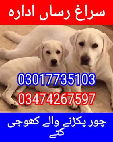 Army dog center multan 03017735103