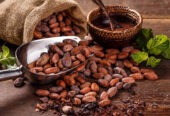 Supplier of Cocoa Bean export and Import +27631501216