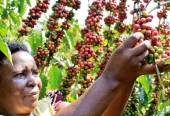 Buy Premium Roasted Coffee Beans From Uganda exporter