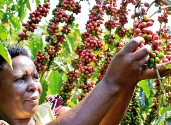 Buy Premium Roasted Coffee Beans From Uganda exporter