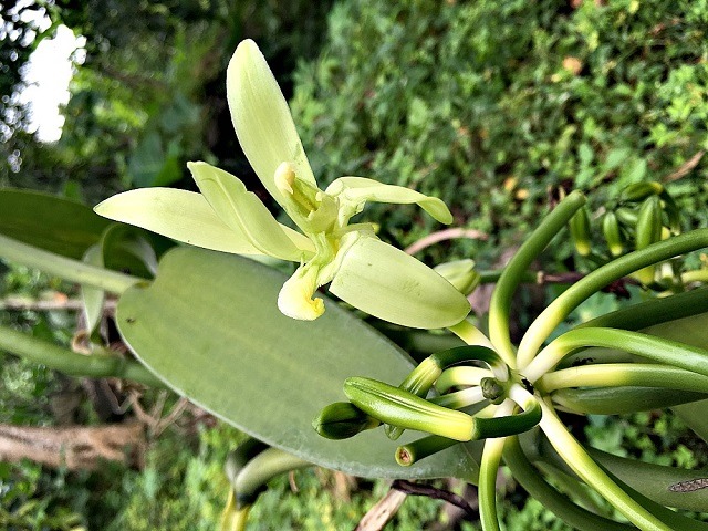 Exports of vanilla beans to South Africa, New Zealand, Japan