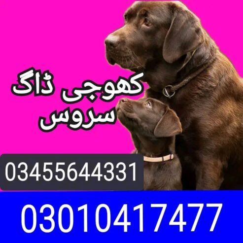 Army dog center lahore 03010417477