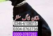 Army dog center 0340-4081110