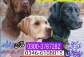 Army dog center 0340-4081110