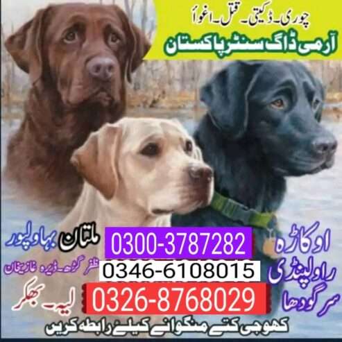 Army dog center 0340-4081110