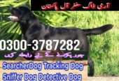 Army dog center sadiqabad 0326-8768029