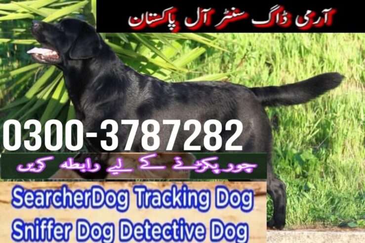 Army dog center sadiqabad 0326-8768029