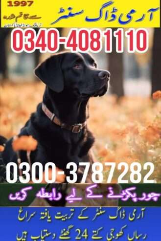 Army dog center sadiqabad 0326-8768029